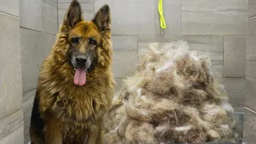 First groom in 10 years! Most INCREDIBLE transformation EVER! | King Shepherd Preview