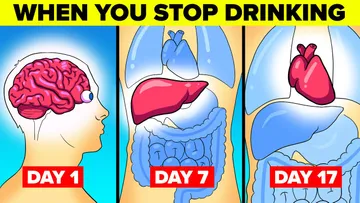 What Happens To Your Body When You Stop Drinking Alcohol Preview