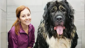 ALONE with a 220lbs Caucasian Shepherd (Ovcharka) 😐 Preview
