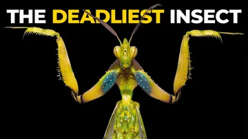 The Insane Biology of: The Praying Mantis Preview