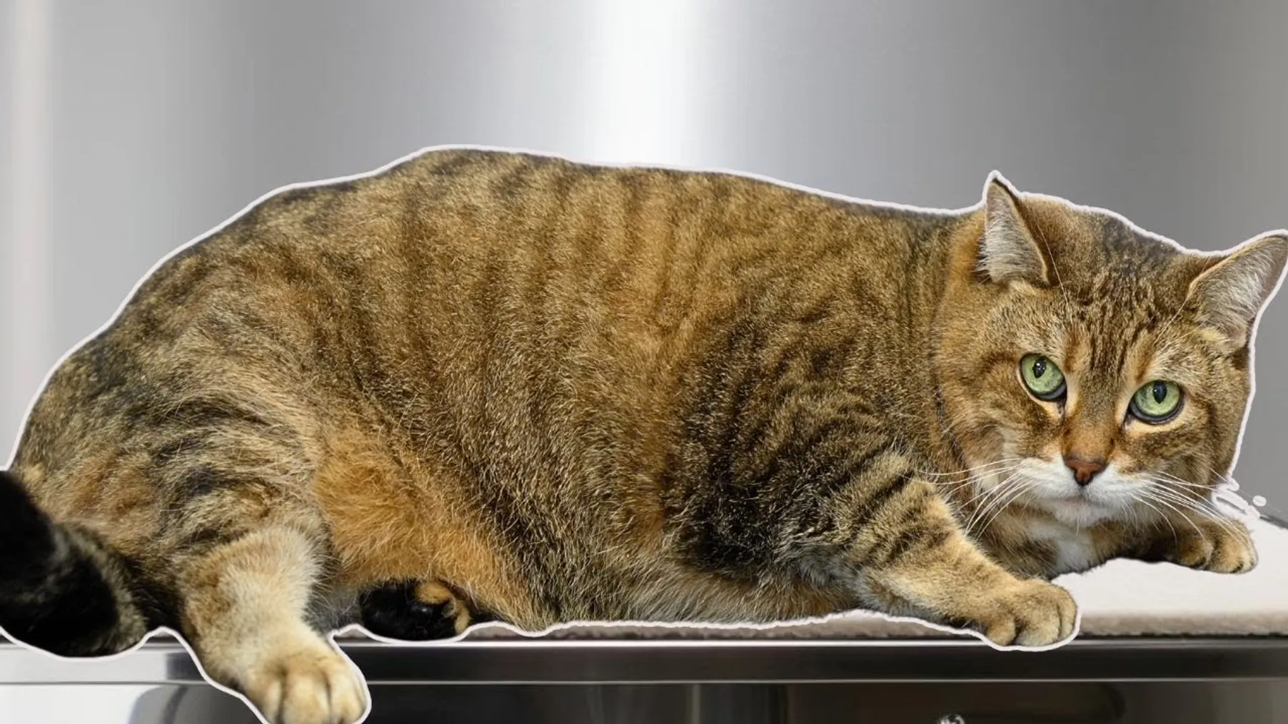 Today I groomed a rotund loaf of sourdough bread | Chonky Cat Alert ⚠️ Preview